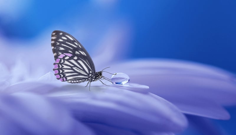 Diverse Realities Image